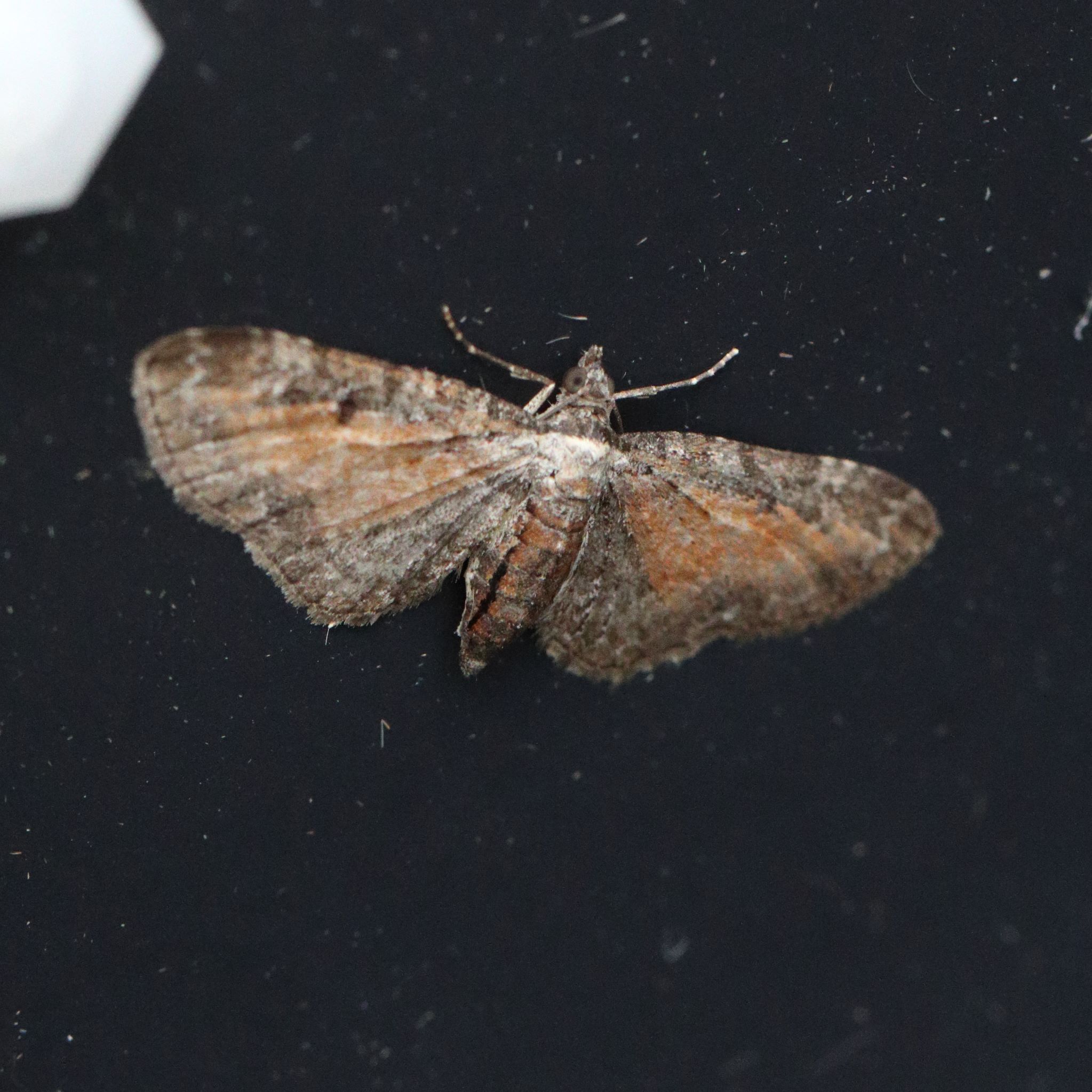 Photo of Tawny Speckled Pug (Eupithecia icterata)